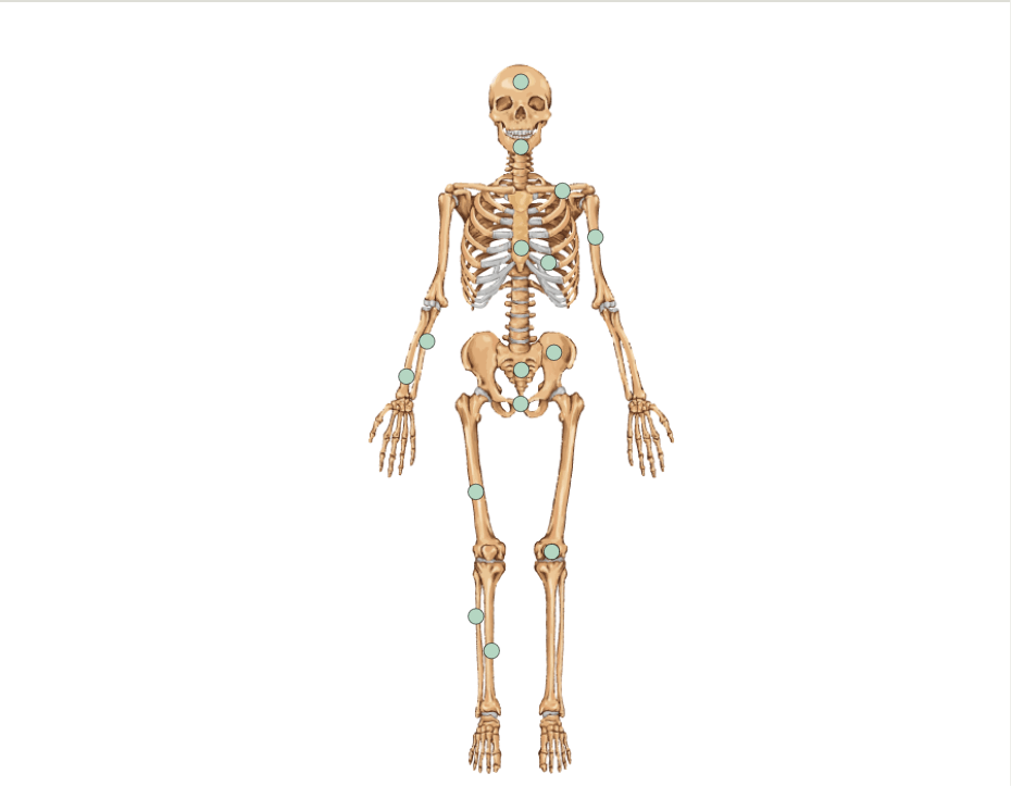 Bones of the Skeleton - Map Quiz Game - Seterra