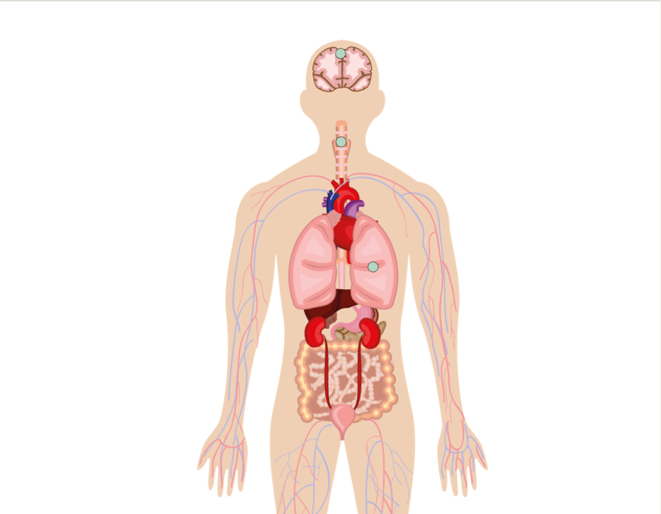 Internal organs. Анатомия человека. Силуэт человека с внутренними органами. Организм человека. Анатомия человека без органов.