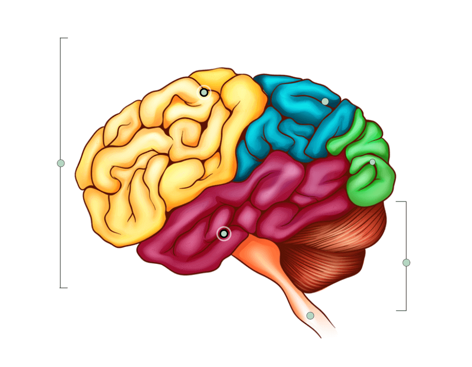 Brain Anatomy and Function Quiz